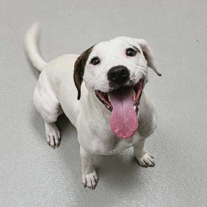 A young medium-sized male Jack Russell Terrier dog named Wilson  Ac for adoption in Greeneville, TN