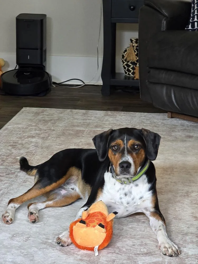 An adult medium-sized male Beagle dog named Henry for adoption in Mooresville, NC