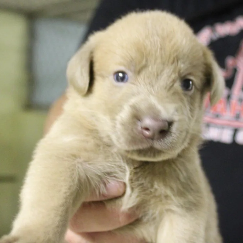 A baby small-sized male Yellow / Tan / Blond / Fawn Mixed Breed dog named Chai for adoption in Valley, AL