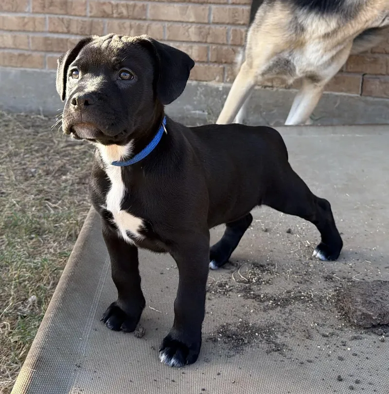 A baby medium-sized male Pit Bull Terrier dog named Alto for adoption in Plano, TX