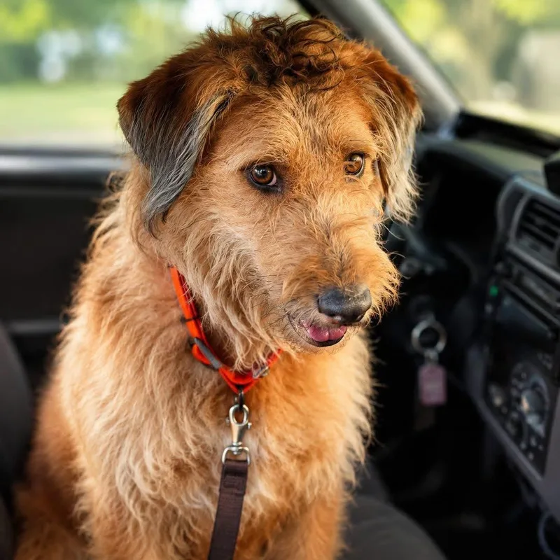 A young medium-sized male Golden Airedale Terrier dog named Cowboy for adoption in Brentwood, TN