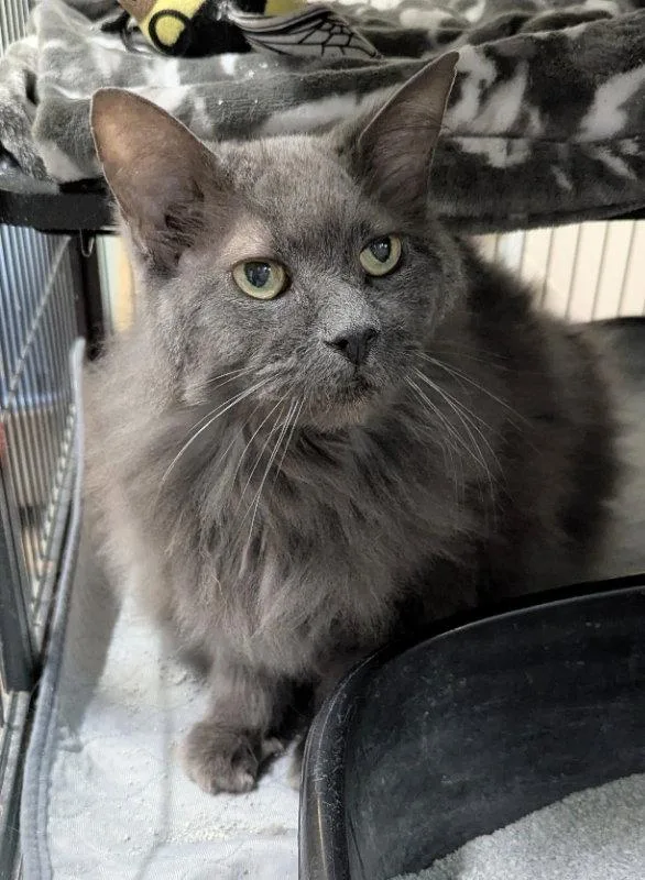 A senior medium-sized male Russian Blue cat named Howee for adoption in Ocala, FL