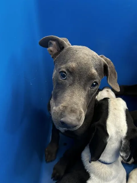 A baby large-sized female Mixed Breed dog named Sara for adoption in Dallas, TX
