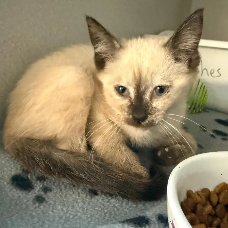 A young medium-sized female Siamese cat named Cleo for adoption in Greensboro, NC