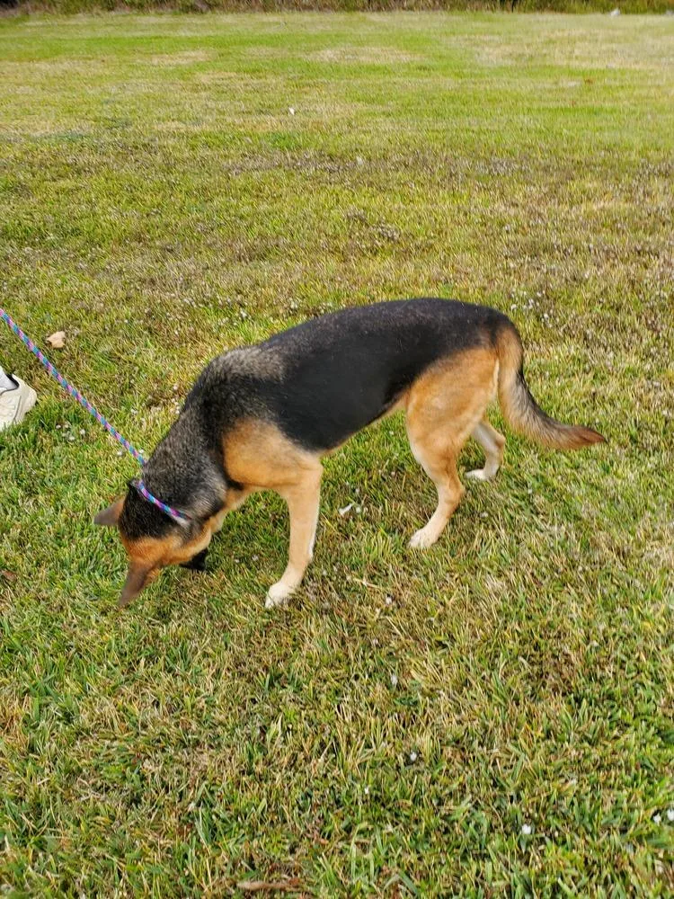 An adult large-sized female Brown / Chocolate German Shepherd Dog dog named Quinn for adoption in Houston, TX