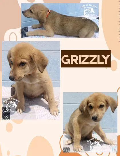 A baby medium-sized male Mixed Breed dog named Grizzly for adoption in Kenansville, NC