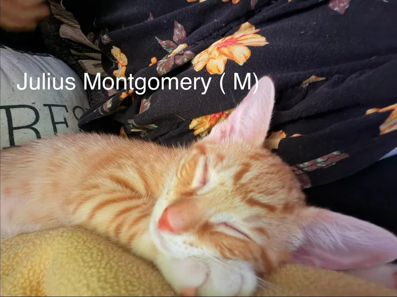 A baby small-sized male Orange & White Domestic Short Hair cat named Julius Montgomery for adoption in Clarksville, TN
