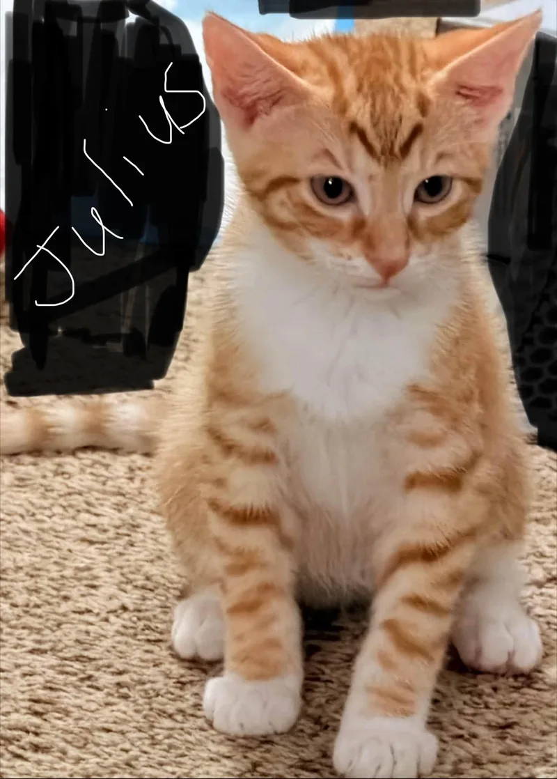 Julius Montgomery thumbnail 2