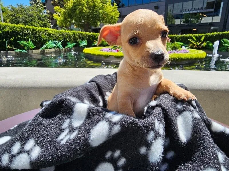 A baby small-sized female Brown / Chocolate Chihuahua dog named Bluey for adoption in Van Nuys, CA