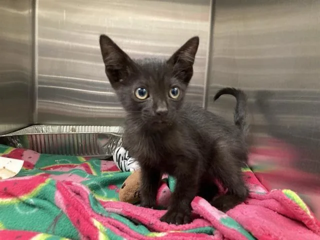 A baby small-sized male Domestic Short Hair cat named Marshall for adoption in Tustin, CA