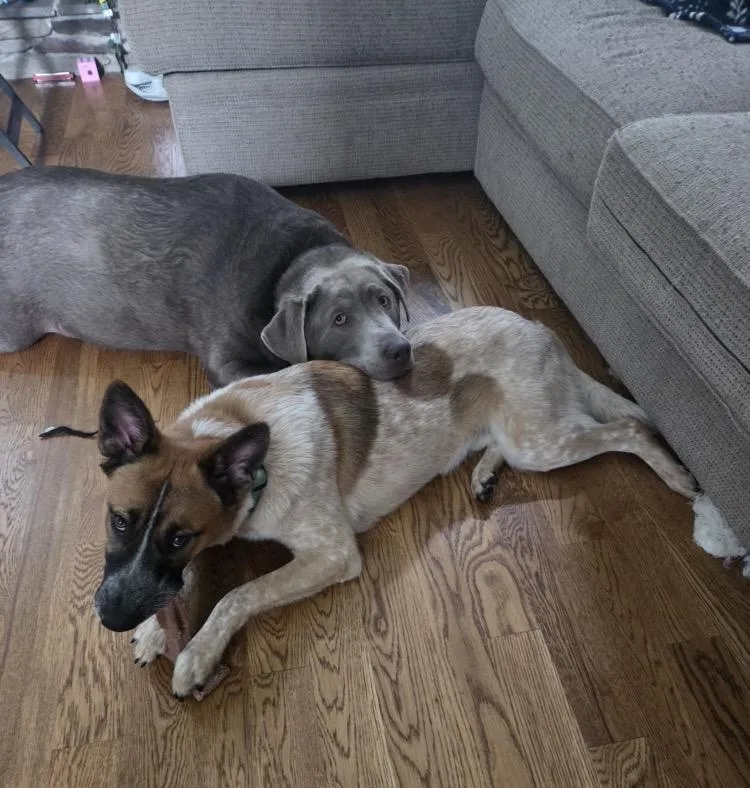 A young medium-sized male Merle (Red) Cattle Dog dog named Finn for adoption in Moyock, NC