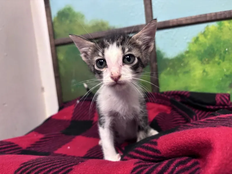 A baby small-sized female Domestic Short Hair cat named Lisa for adoption in Houston, TX