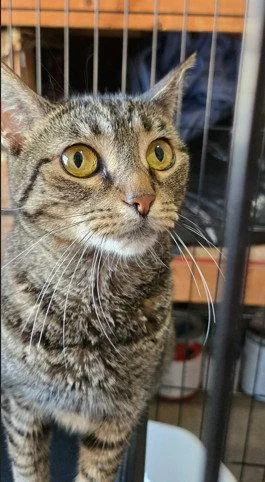 An adult small-sized female Domestic Short Hair cat named Cookie for adoption in Philadelphia, PA