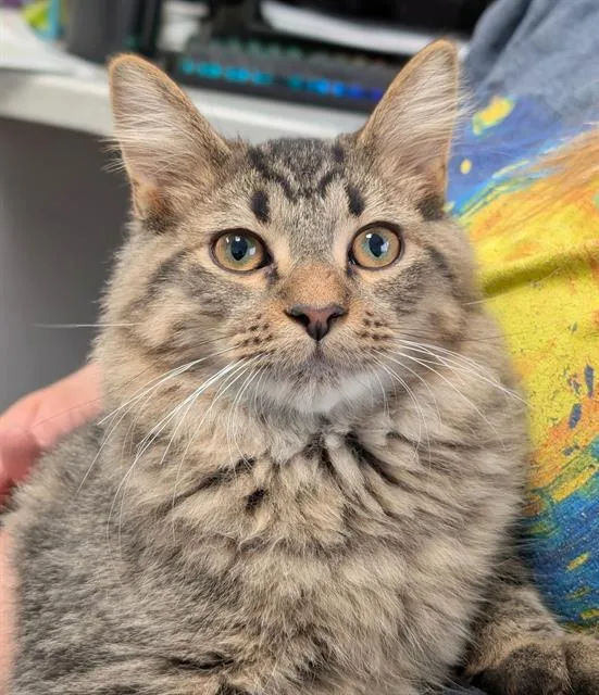 A baby small-sized male Domestic Medium Hair cat named Mick for adoption in Canfield, OH