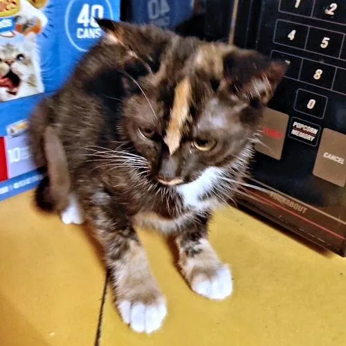 A baby medium-sized female Calico cat named Shine for adoption in Rutherfordton, NC