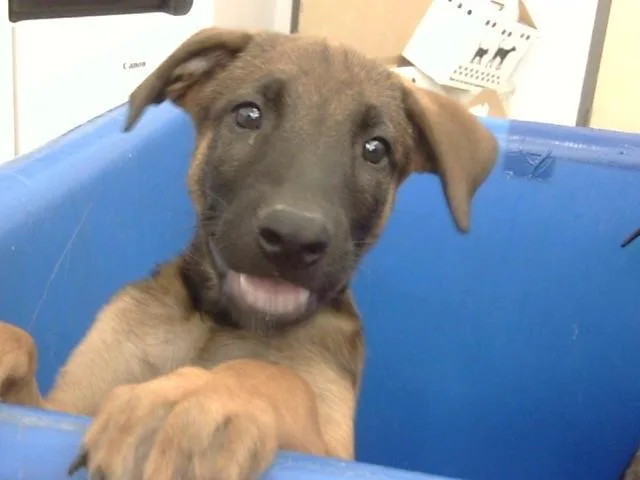 A baby large-sized male Mixed Breed dog named Cheeto for adoption in Dallas, TX