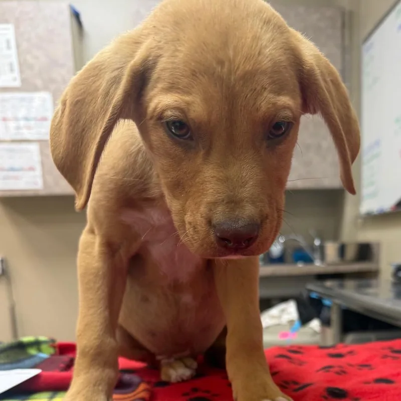 A baby small-sized male Yellow / Tan / Blond / Fawn English Bulldog dog named Cletus for adoption in Birmingham, AL