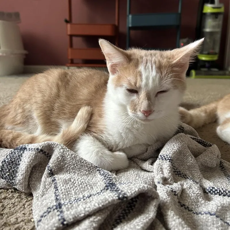 A young medium-sized male Orange / Red Domestic Short Hair cat named Chef for adoption in South Elgin, IL