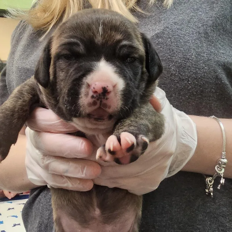 A young medium-sized female Brindle Pit Bull Terrier dog named Sophia for adoption in Lynchburg, VA