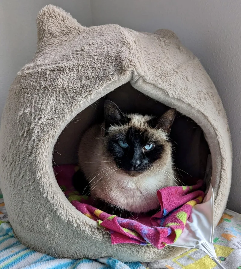 An adult medium-sized male Brown / Chocolate Siamese cat named Caesar for adoption in Tillamook, OR