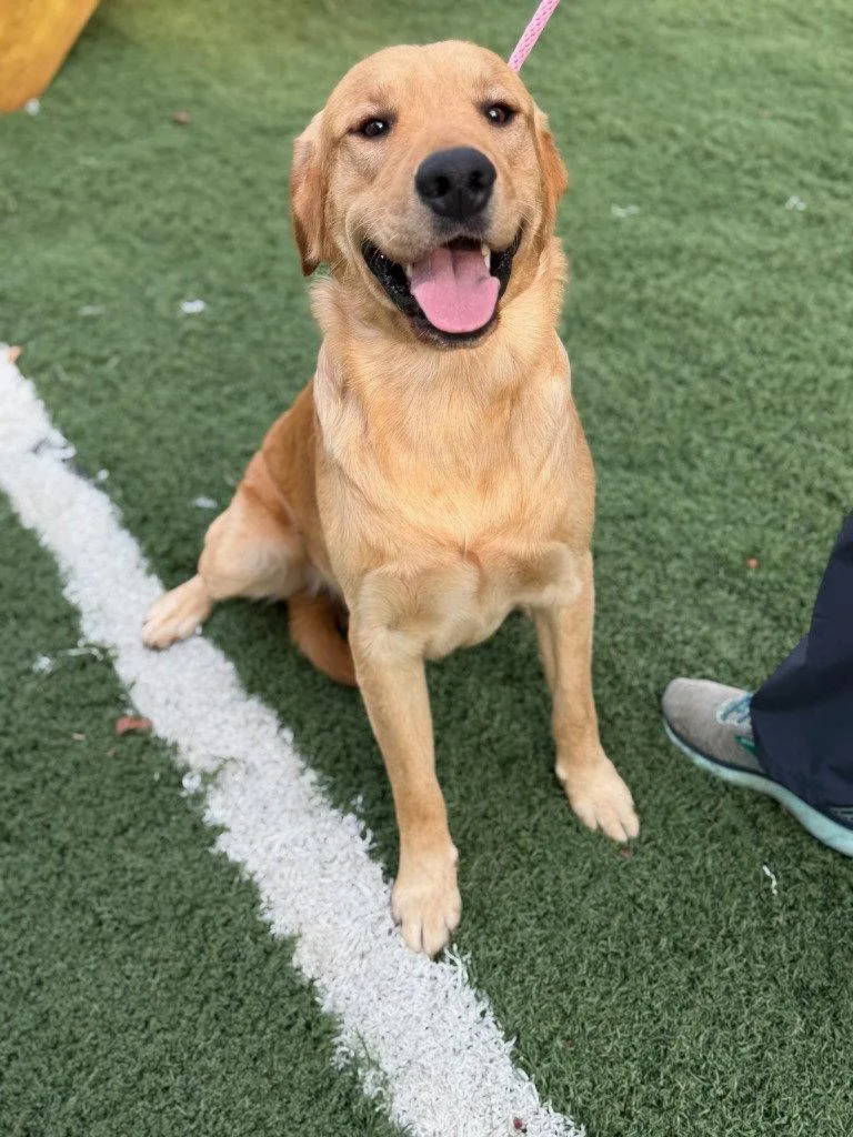 A young large-sized male Golden Retriever dog named Scar for adoption in Lovingston, VA