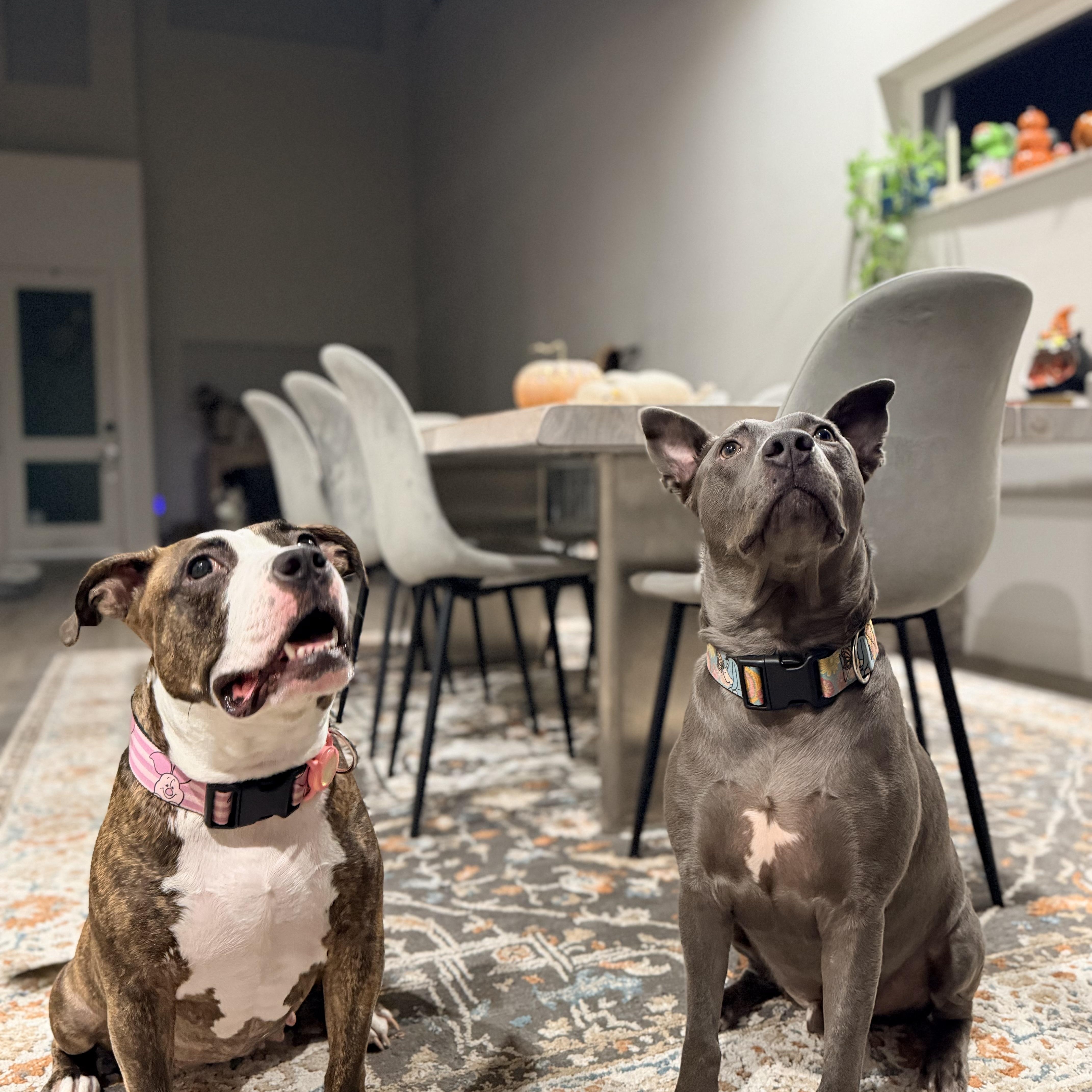 A young medium-sized female Brindle Pit Bull Terrier dog named Piglet for adoption in Spring, TX