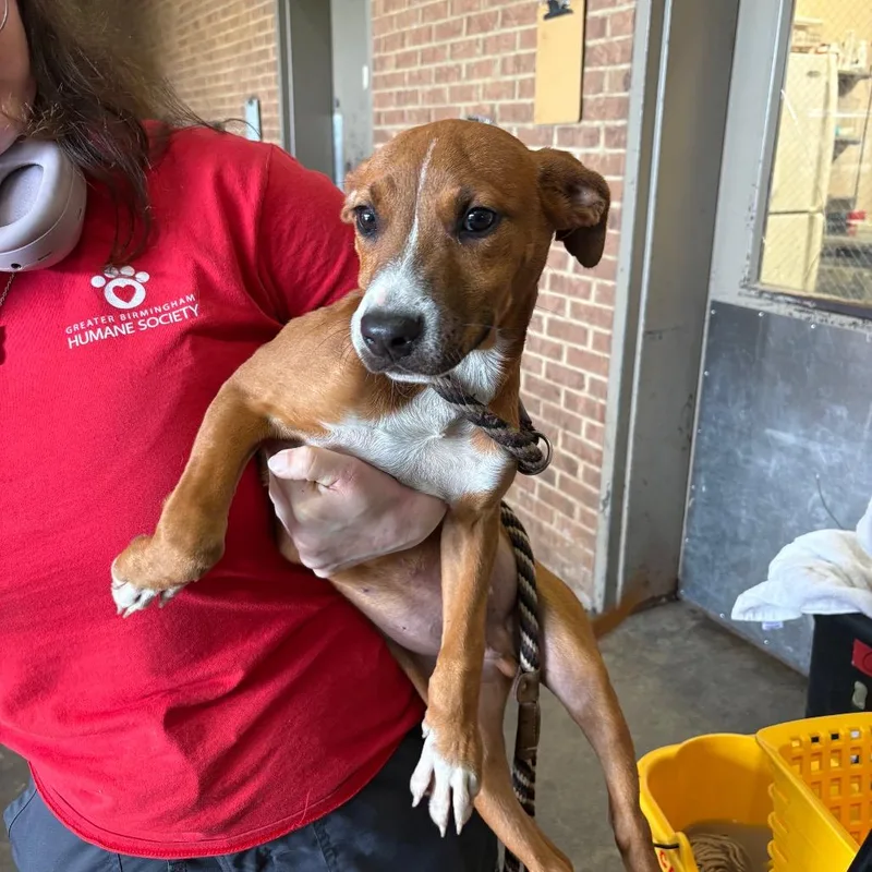 A baby small-sized male Red / Chestnut / Orange Pit Bull Terrier dog named Dojo for adoption in Birmingham, AL