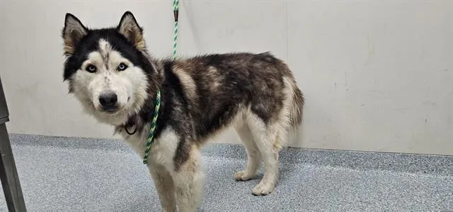 A young large-sized male Husky dog named Lobo for adoption in Garland, TX