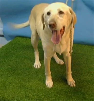 A senior large-sized female Labrador Retriever dog named Missy for adoption in Gardena, CA