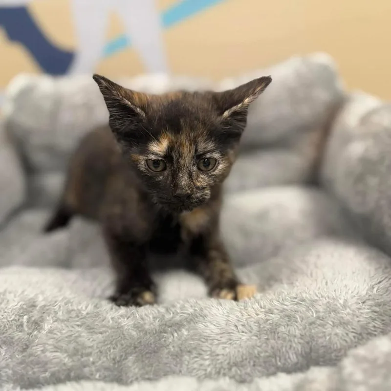 A baby small-sized female Black Domestic Short Hair cat named Ember In Cockeysville for adoption in Alexandria, VA