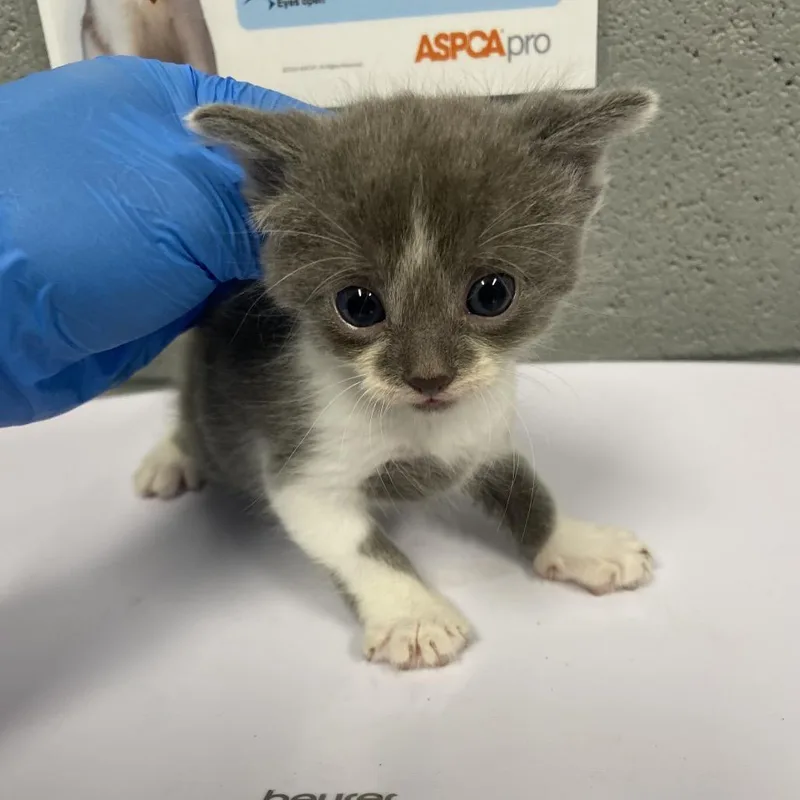 A baby small-sized male Gray / Blue / Silver Domestic Short Hair cat named Twig for adoption in Allentown, PA