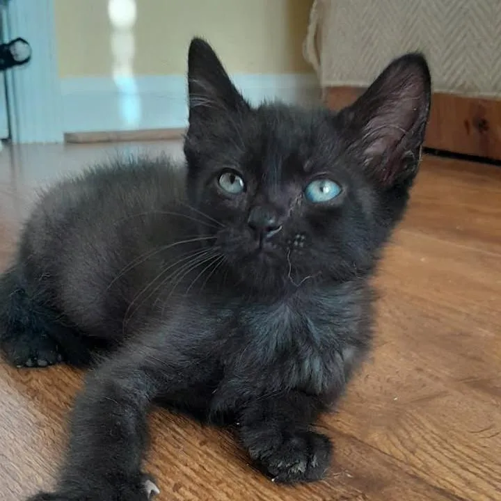 A young small-sized male Domestic Short Hair cat named Moyock for adoption in Newport News, VA