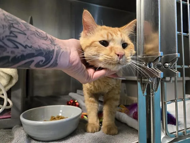 A young small-sized male Domestic Short Hair cat named Buzz Aldrin for adoption in Palo Alto, CA