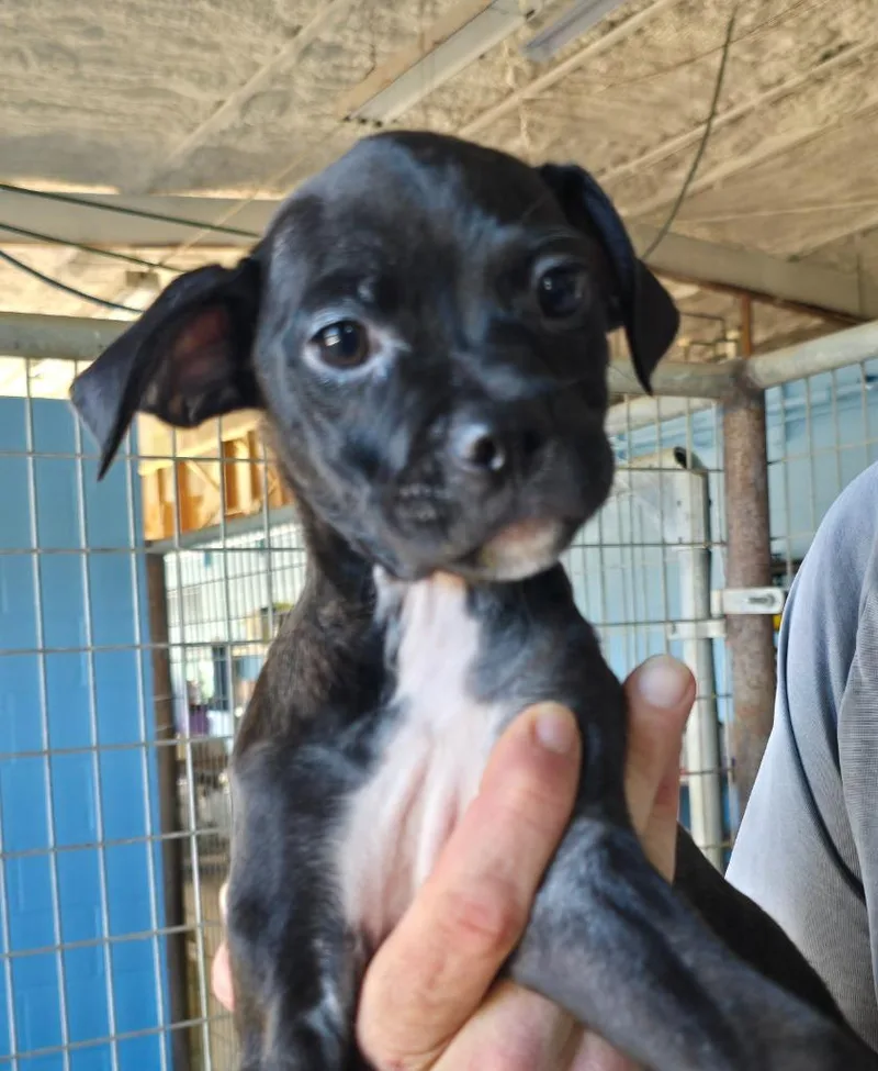A baby small-sized female Chihuahua dog named Jolene for adoption in Canyon Lake, TX