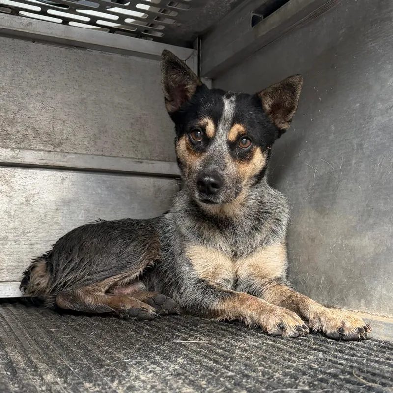 An adult medium-sized male Australian Cattle Dog / Blue Heeler dog named Sal for adoption in Edinburg, TX
