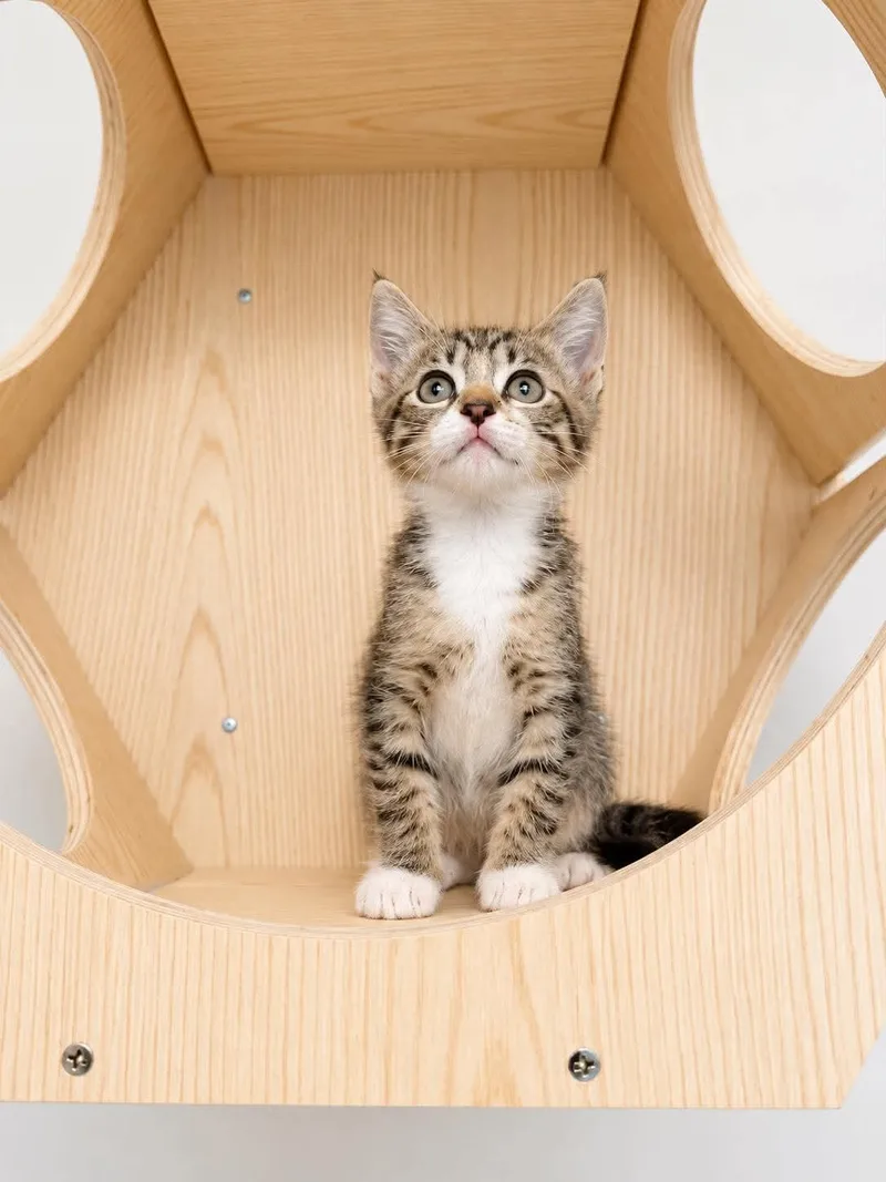 A baby medium-sized male Tabby (Brown / Chocolate) Domestic Short Hair cat named Lychee for adoption in Sioux Falls, SD