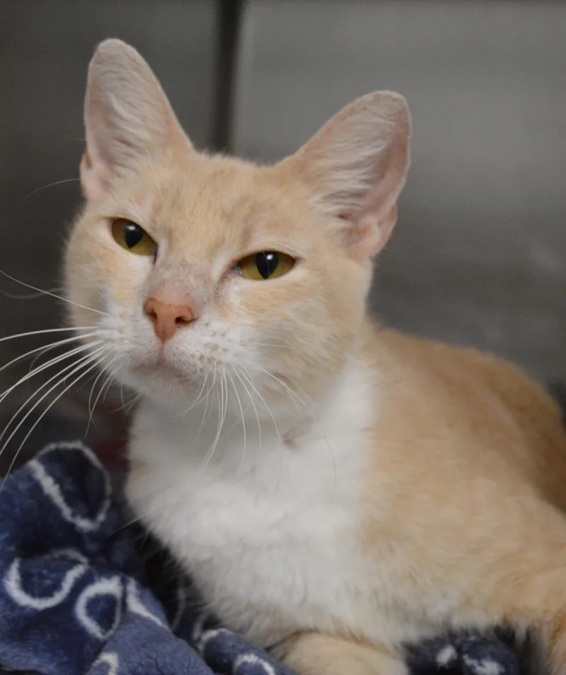 A young medium-sized female Domestic Short Hair cat named Clair for adoption in House Springs, MO