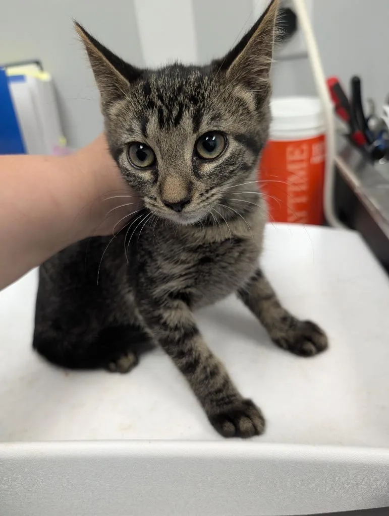 A baby small-sized female Domestic Short Hair cat named Harpy for adoption in Angola, IN