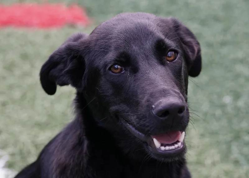 A baby medium-sized male Mixed Breed dog named Ren "HERE IN NH" for adoption in Northwood, NH