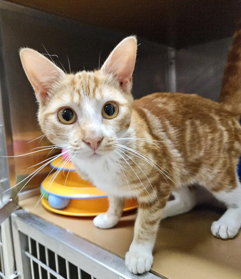 A young medium-sized male Domestic Short Hair cat named Pecan for adoption in Oakland, CA