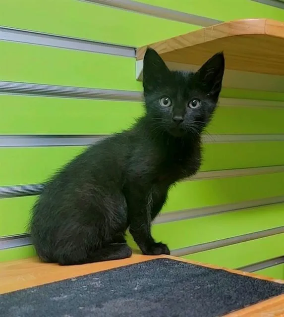 A baby small-sized male Domestic Short Hair cat named Billy for adoption in Saint Peters, MO