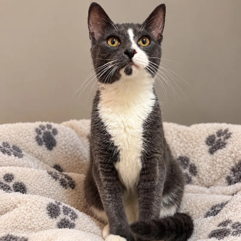 A baby medium-sized male Domestic Short Hair cat named Shadow for adoption in Bethel, CT