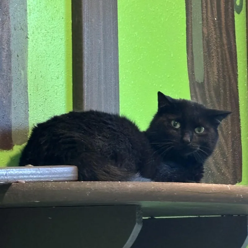 An adult small-sized male Black Domestic Short Hair cat named Turk for adoption in West Des Moines, IA