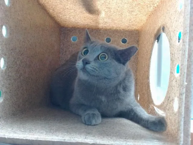 A young medium-sized female Domestic Long Hair cat named Penelope for adoption in Albuquerque, NM