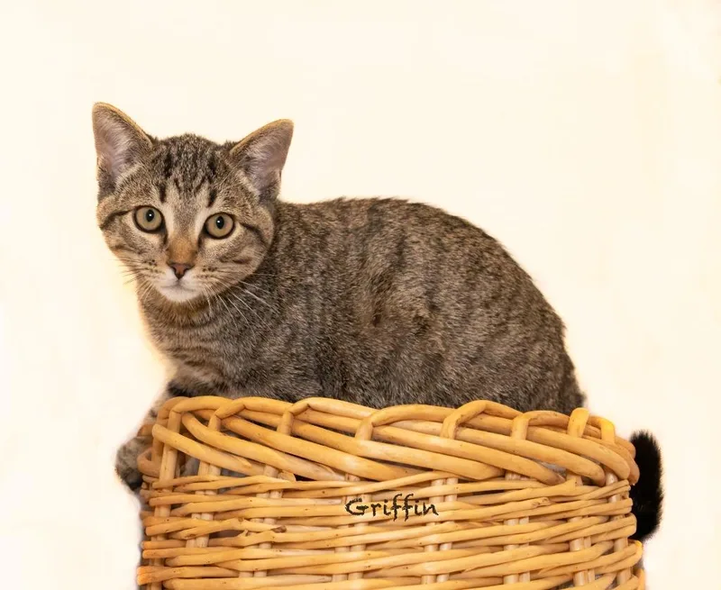 A baby small-sized male Domestic Short Hair cat named Griffin for adoption in Hot Springs Village, AR