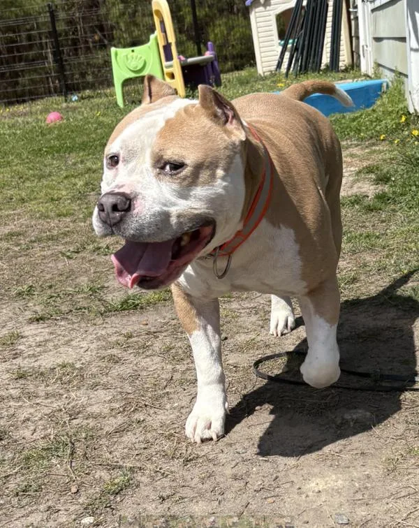 A senior large-sized male Pit Bull Terrier dog named Nike for adoption in Virginia Beach, VA