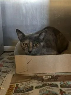 A baby small-sized female Domestic Short Hair cat named Penny for adoption in Gardena, CA