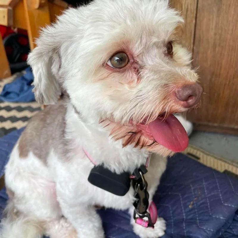 An adult small-sized female White / Cream Havanese dog named Truffle for adoption in Brockport, NY