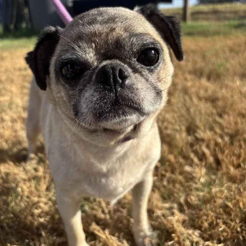 An adult small-sized female Yellow / Tan / Blond / Fawn Pug dog named Gertle for adoption in Floresville, TX