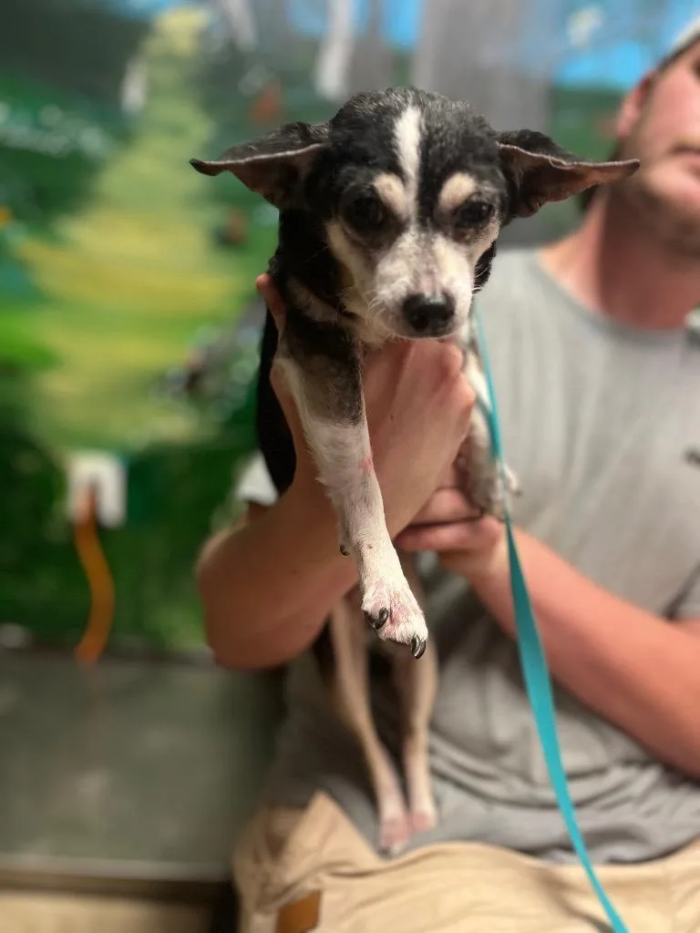 An adult small-sized female Chihuahua dog named Wawa for adoption in New Braunfels, TX